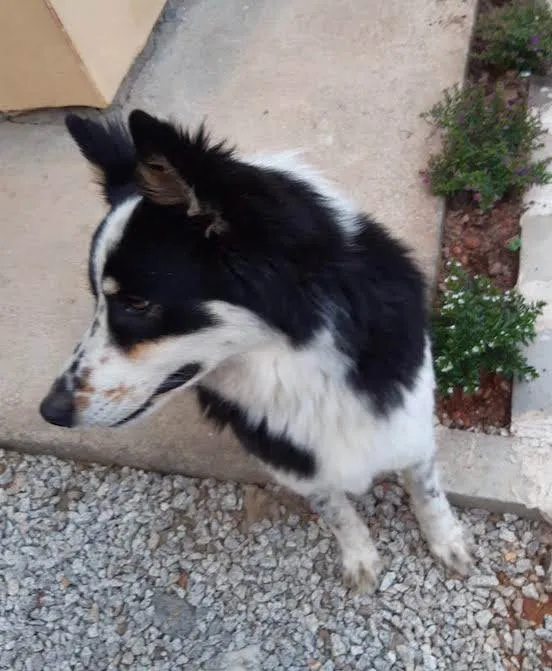 Cachorro ra a SRD-ViraLata idade 2 a 6 meses nome Collie