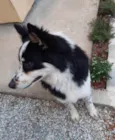 Collie