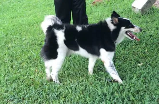 Cachorro ra a SRD-ViraLata idade 2 a 6 meses nome Collie