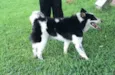 Collie