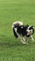 Collie
