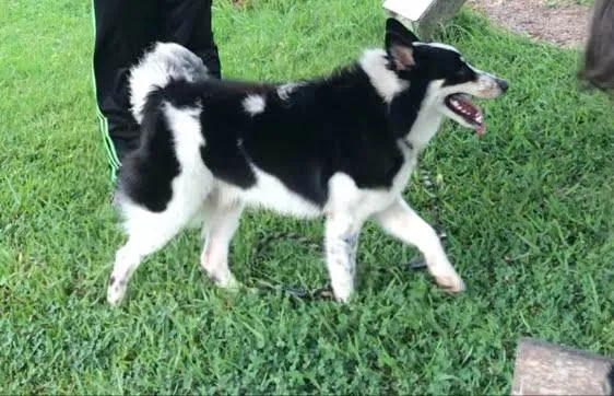 Cachorro ra a SRD-ViraLata idade 2 a 6 meses nome Collie