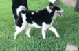 Collie