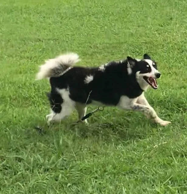 Cachorro ra a SRD-ViraLata idade 2 a 6 meses nome Collie