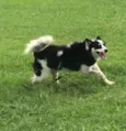 Collie