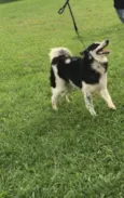 Collie
