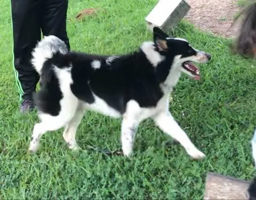 Cachorro ra a SRD-ViraLata idade 2 a 6 meses nome Collie