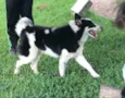 Collie