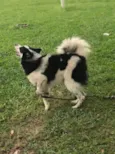Collie
