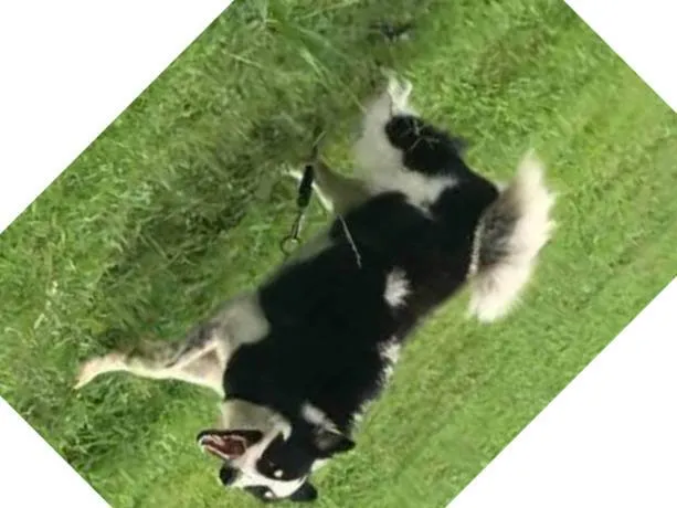 Cachorro ra a SRD-ViraLata idade 2 a 6 meses nome Collie