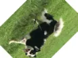 Collie