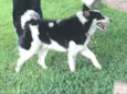 Collie