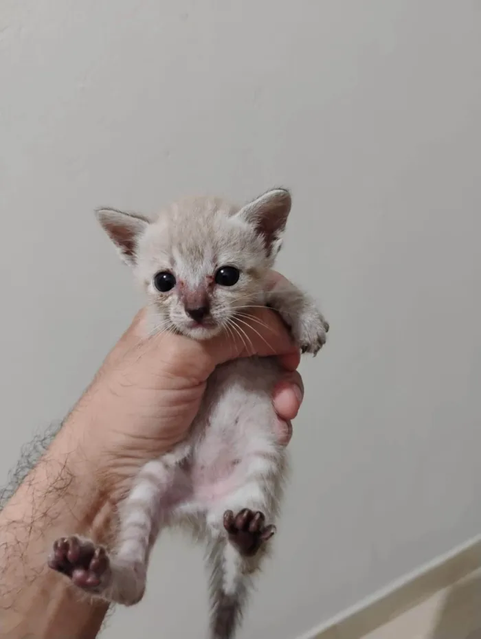 Gato ra a SRD-ViraLata idade Abaixo de 2 meses nome Sem nome 
