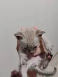 Pigmeu