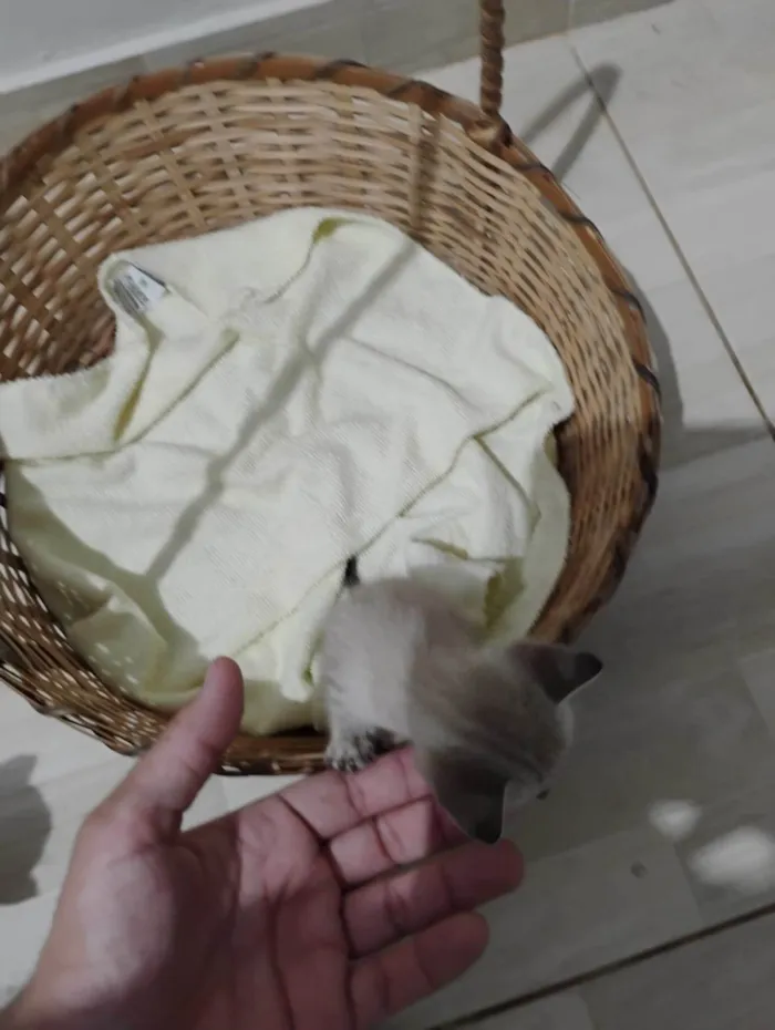 Gato ra a SRD-ViraLata idade Abaixo de 2 meses nome Pigmeu 