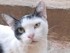 Gato raça SRD-ViraLata idade 7 a 11 meses nome Loki