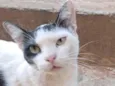 Loki