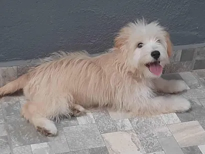 Cachorro raça Poodle idade 1 ano nome Paula Renata 
