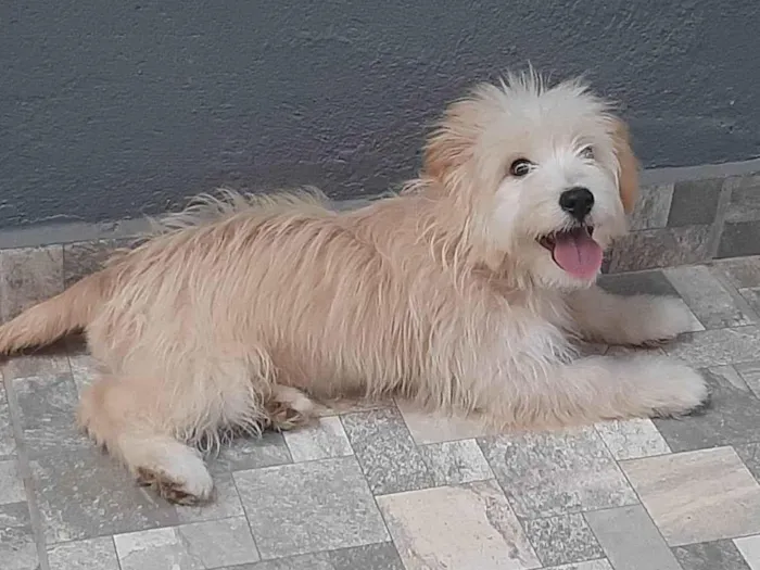 Cachorro ra a Poodle idade 1 ano nome Paula Renata 