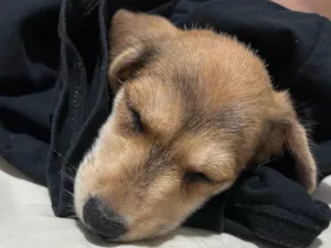 Cachorro raça SRD-ViraLata idade 2 a 6 meses nome Mel
