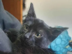 Gato raça SRD-ViraLata idade 2 a 6 meses nome Magia