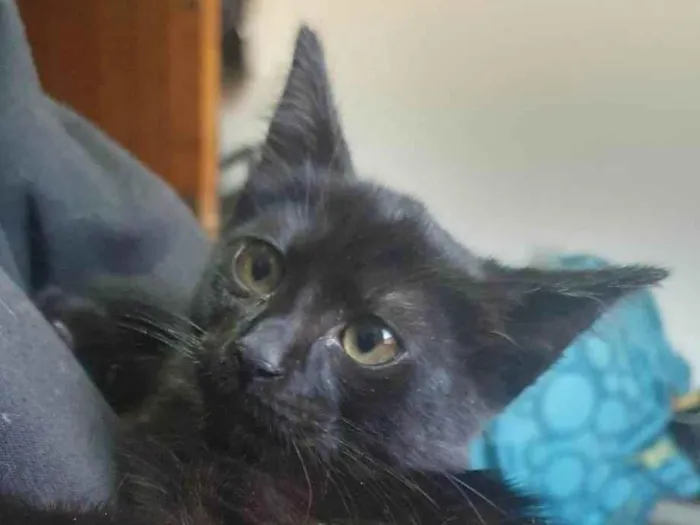 Gato ra a SRD-ViraLata idade 2 a 6 meses nome Magia