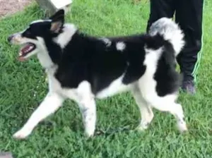 Cachorro raça SRD-ViraLata idade 2 a 6 meses nome Collie