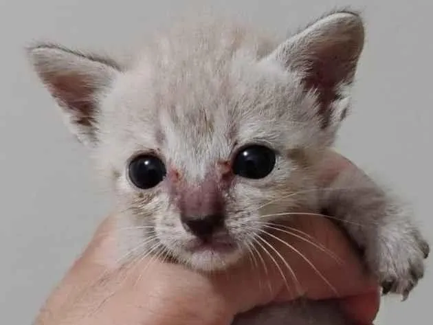 Gato ra a SRD-ViraLata idade Abaixo de 2 meses nome Sem nome 
