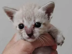 Gato raça SRD-ViraLata idade Abaixo de 2 meses nome Pigmeu 