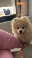 Lulu 