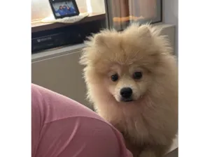 Cachorro raça Shitzu idade 7 a 11 meses nome Lulu 