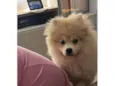 Lulu