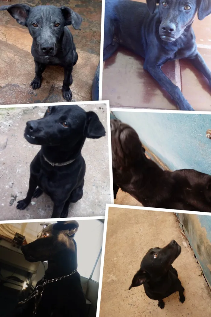 Cachorro ra a Labrador idade 6 ou mais anos nome Daboundy 