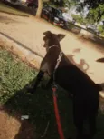 Daboundy 