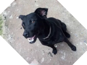 Cachorro raça Labrador idade 6 ou mais anos nome Daboundy 