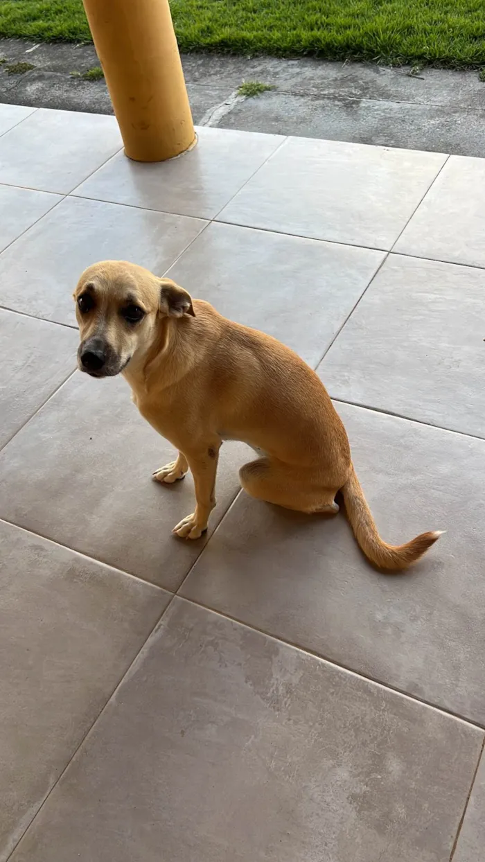 Cachorro ra a SRD-ViraLata idade 1 ano nome Lili