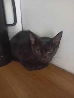 Gato raça SRD-ViraLata idade 2 a 6 meses nome Alvorada