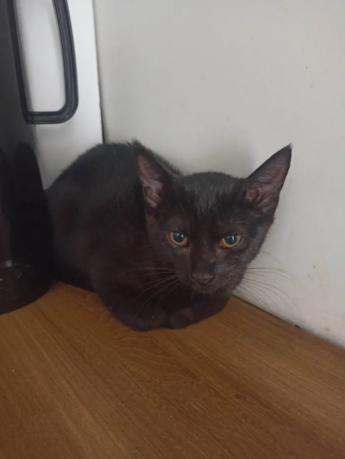 Gato raça SRD-ViraLata idade 2 a 6 meses nome Alvorada