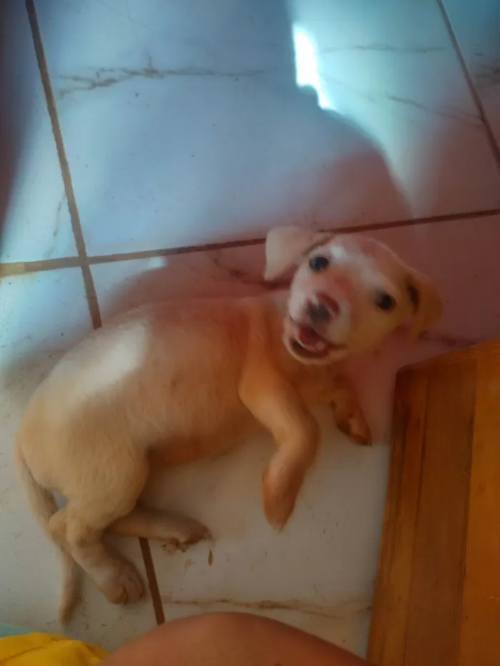Cachorro raça SRD-ViraLata idade Abaixo de 2 meses nome Cachorrinha abandonada 