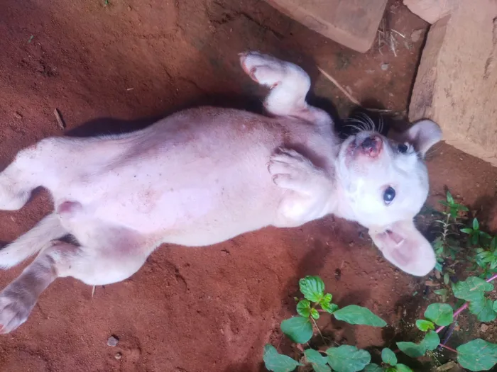 Cachorro raça SRD-ViraLata idade Abaixo de 2 meses nome Cachorrinha abandonada 