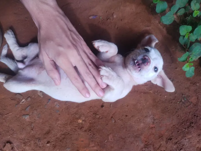 Cachorro raça SRD-ViraLata idade Abaixo de 2 meses nome Cachorrinha abandonada 