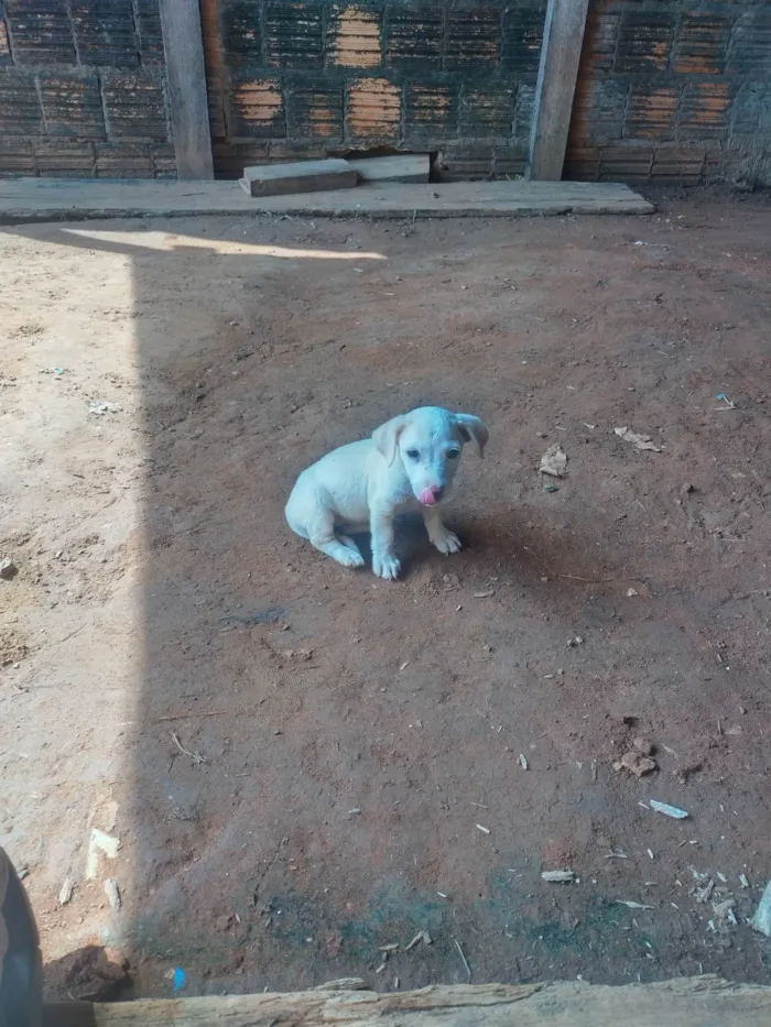 Cachorro raça SRD-ViraLata idade Abaixo de 2 meses nome Cachorrinha abandonada 