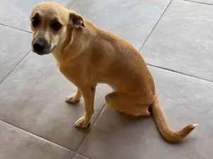 Cachorro raça SRD-ViraLata idade 1 ano nome Lili