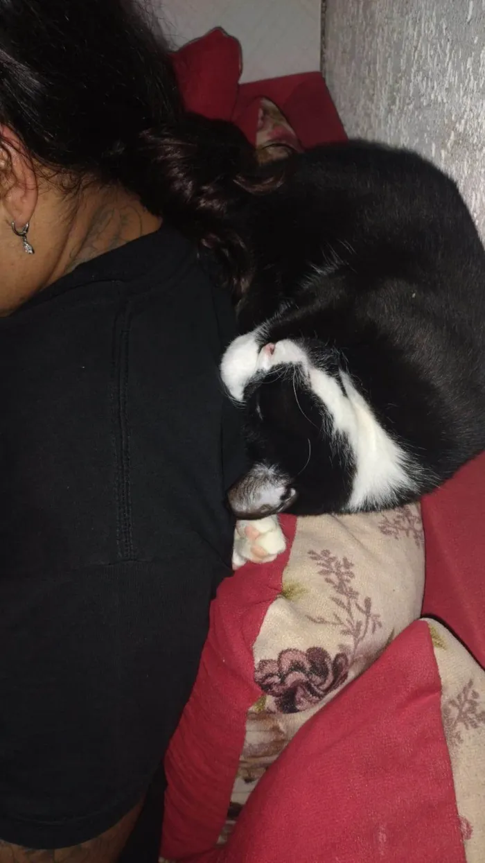 Gato ra a SRD-ViraLata idade 2 anos nome Kiara