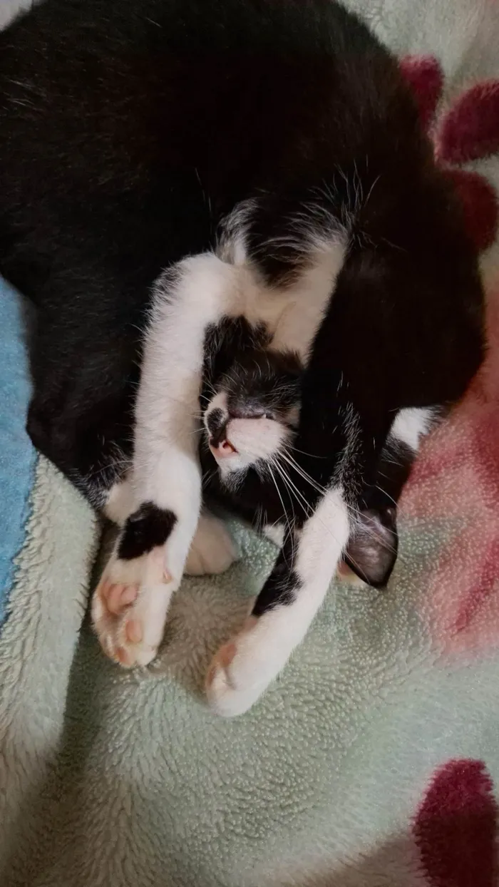 Gato ra a SRD-ViraLata idade 2 anos nome Kiara