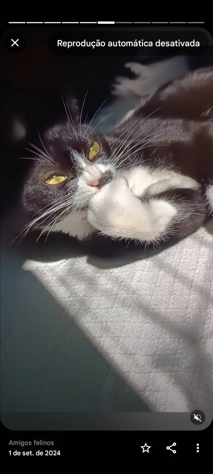 Gato ra a SRD-ViraLata idade 2 anos nome Kiara