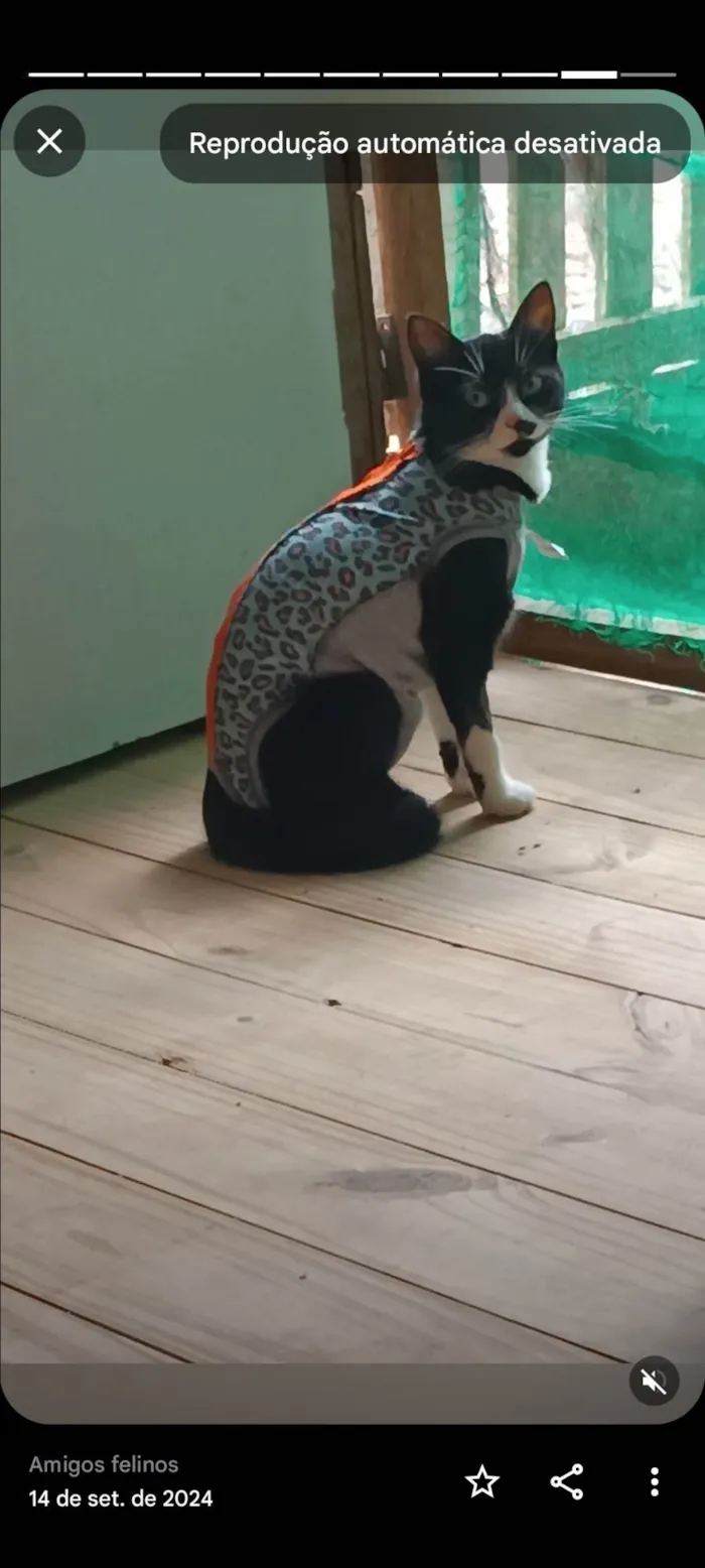 Gato ra a SRD-ViraLata idade 2 anos nome Kiara