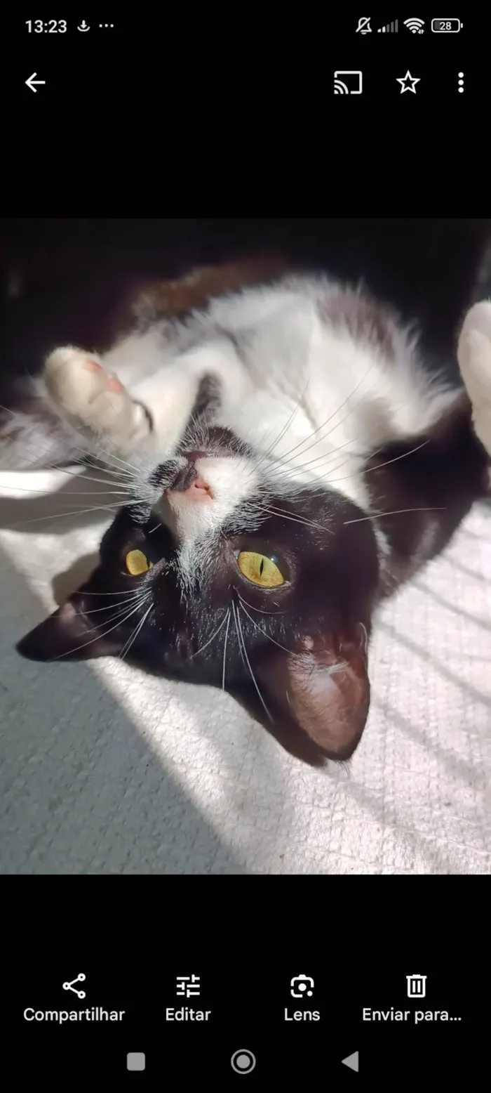 Gato ra a SRD-ViraLata idade 2 anos nome Kiara