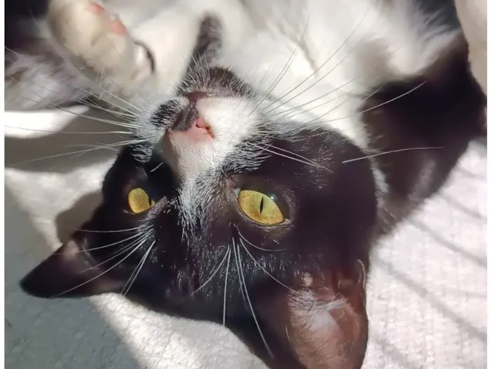 Gato ra a SRD-ViraLata idade 2 anos nome Kiara