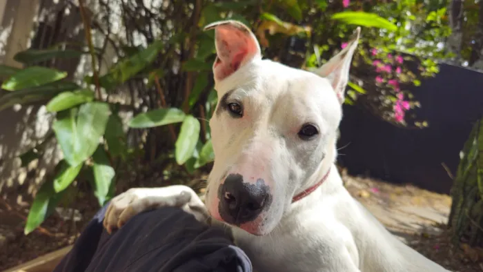 Cachorro ra a Pit-Bull idade 3 anos nome Pipa